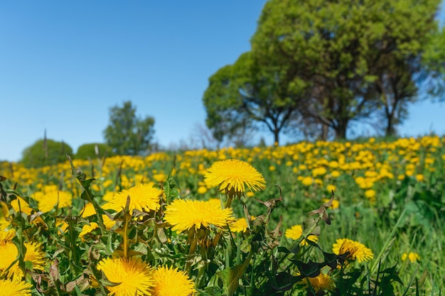 Sommerpark mit einem Feld aus gelbem Löwenzahn