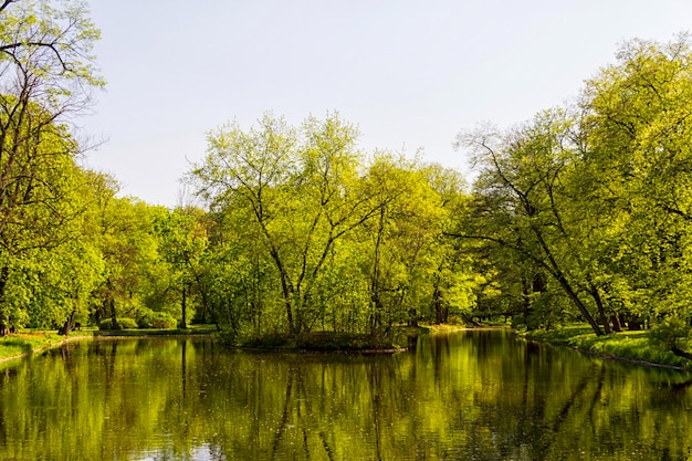 Sommerparkbäume