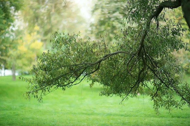 Sommerparkhintergrund / grüne Blätter der Naturbäume, abstrakter Hintergrundsommeransicht