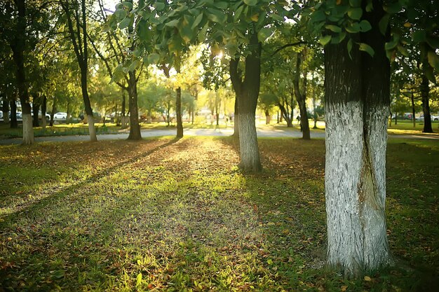 Sommerparkhintergrund / grüne Blätter der Naturbäume, abstrakter Hintergrundsommeransicht