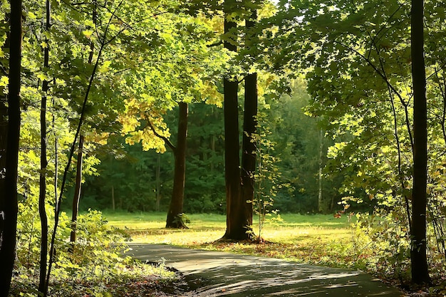 Sommerparkhintergrund / Naturbäume grüne Blätter, abstrakter Hintergrund Sommeransicht