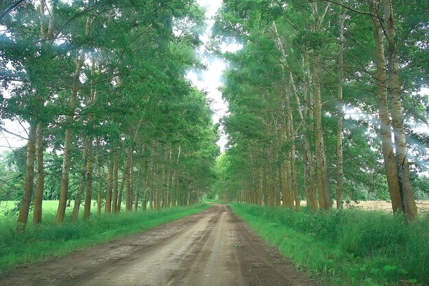 sommerparklandschaft, grüne bäume und gehweg im sommerstadtpark