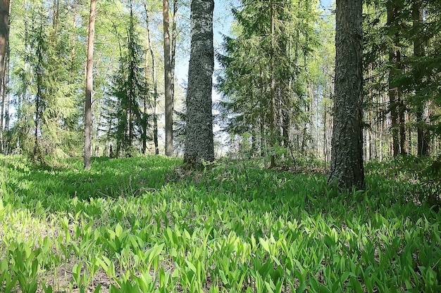 sommerparklandschaft / saisonale ansicht, grüne bäume im sommer, konzept naturspaziergang, ökologie, öko