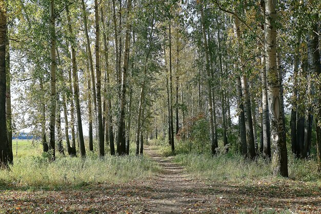 Sommerparklandschaft / Saisonansicht, grüne Bäume im Sommer, Konzept Naturspaziergang, Ökologie, Öko