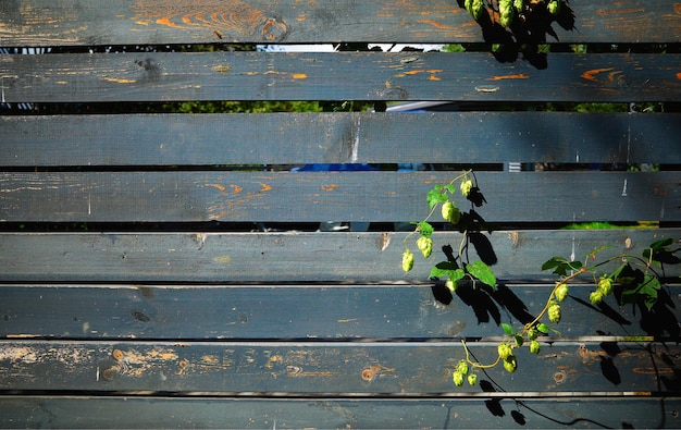 Sommerpflanzen, die durch hölzerne Plankenkulisse kommen