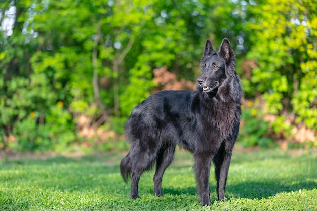 Sommerporträt des schwarzen Groenendael-Hundes mit grünem Hintergrund. Agility Belgischer Schäferhund