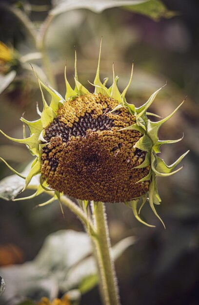 Sommerreife Sonnenblume wächst in einem Hausgarten unter grünen Blättern