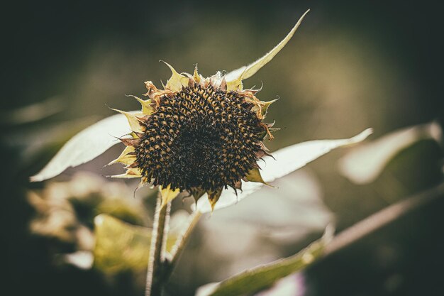 Sommerreife Sonnenblume wächst in einem Hausgarten unter grünen Blättern