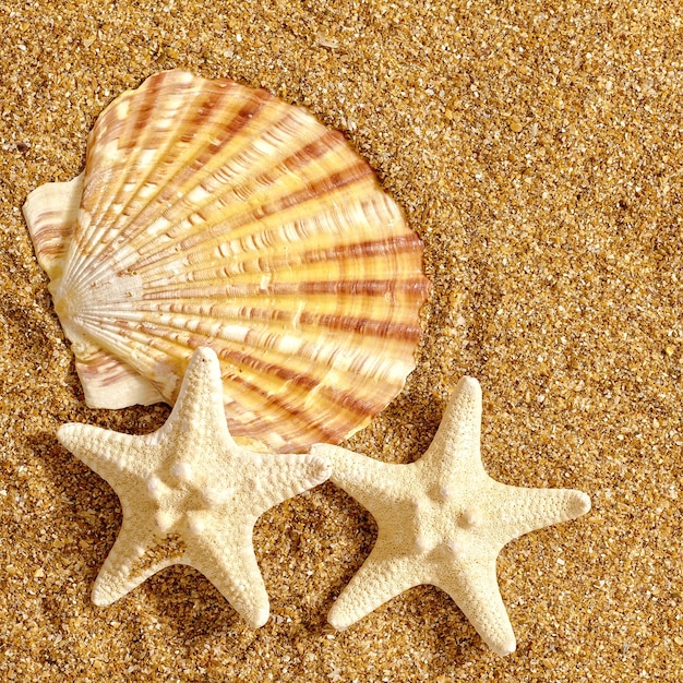 Sommerreise-Stillleben über Sand Schalentiere und Seesterne