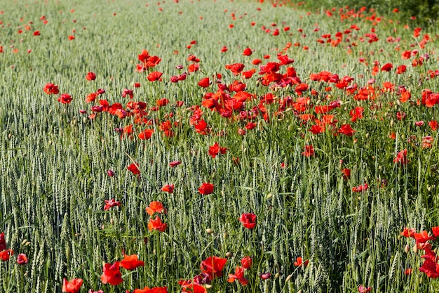 Sommerroter Mohn mit Mängeln