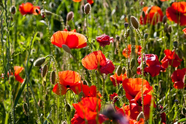 Sommerroter Mohn mit Mängeln