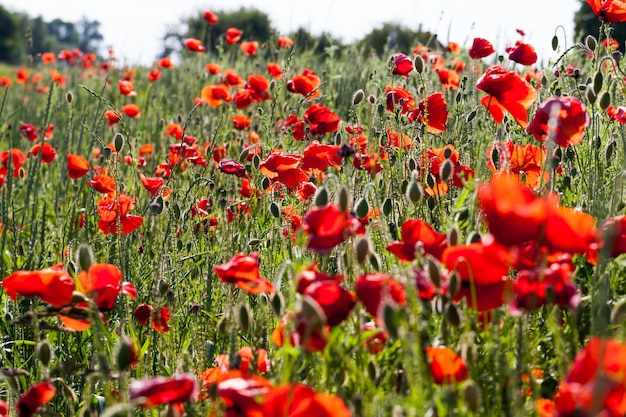 Sommerroter Mohn mit Mängeln