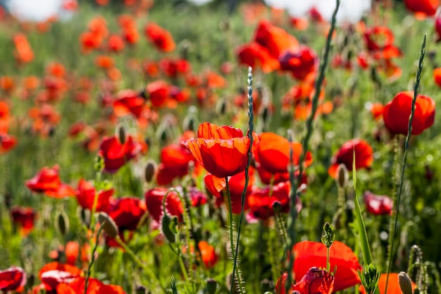 Sommerroter Mohn mit Mängeln