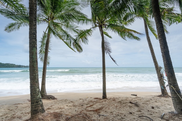 Sommersaison Hintergrund erstaunlich Kokospalmen Schöner natürlicher tropischer Hintergrund schöne Natur oder Reise-Website-Hintergrund.