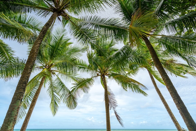 Sommersaison Hintergrund erstaunlich Kokospalmen Schöner natürlicher tropischer Hintergrund schöne Natur oder Reise-Website-Hintergrund.