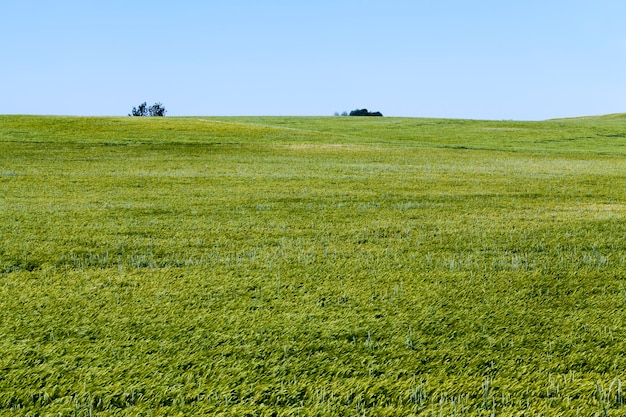 Sommersaison Roggenpflanzen gegen den blauen Himmel, Roggenfeld mit grünen unreifen Roggenährchen