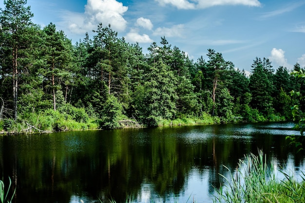 Sommersee im Wald