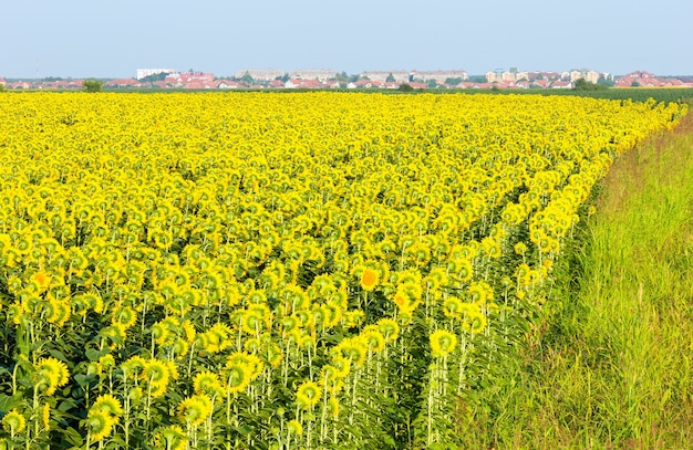 Sommersonnenblumenfeld (Helianthus annuus)