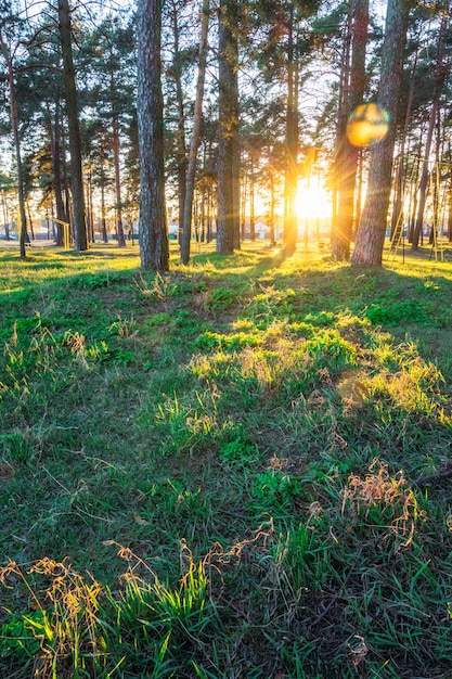 Foto sommersonnenuntergang im park mit kiefern