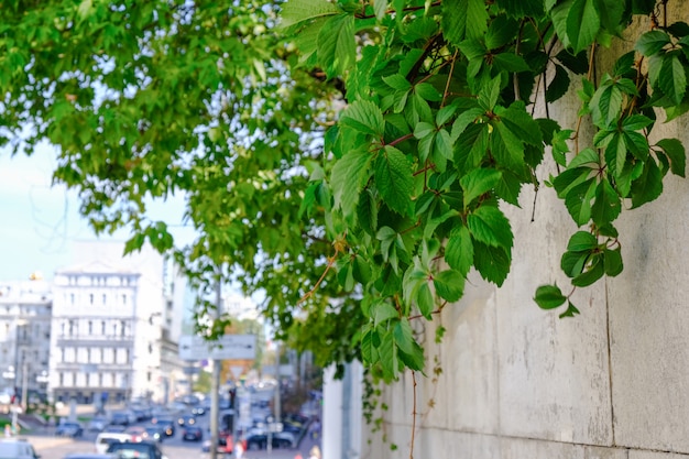 Sommerstadtbildstraße in der Mitte von Kiew