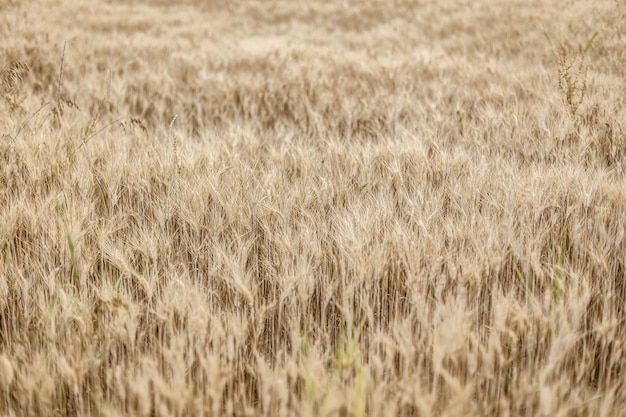 Sommerstruktur eines reifen Weizenfeldes