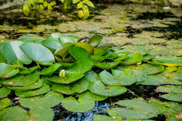 Sommerteich mit Seerosenblüten auf dem Wassera friedliche grüne PflanzenSeerosenpads und Seerosen ...