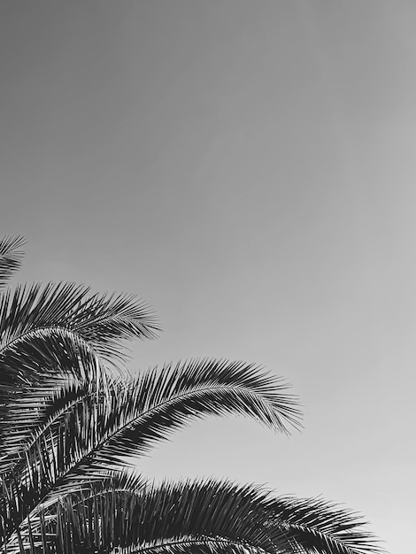 Sommerurlaub und tropisches Naturkonzept Palme im Sommer als Vintage Schwarz-Weiß-Monoch ...