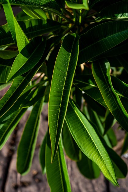 Sommervegetation auf tropischem Resort