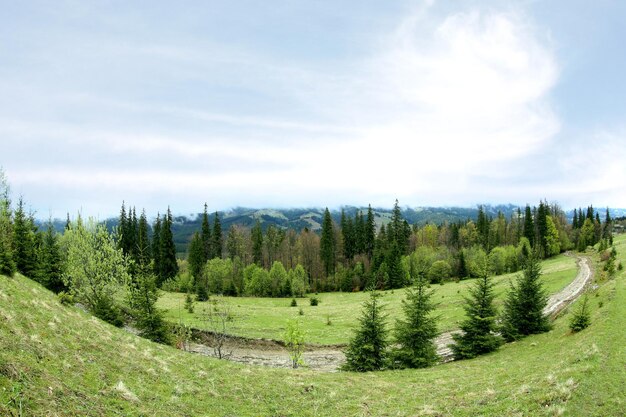 Sommerwald an Berghängen