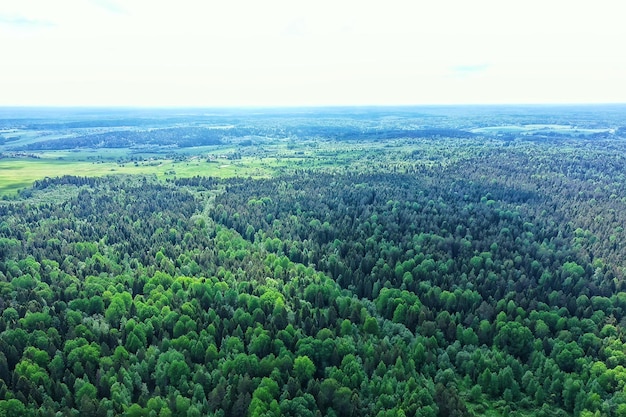 Sommerwald Draufsicht Drohne, Hintergrund grüne Bäume Panorama Landschaft