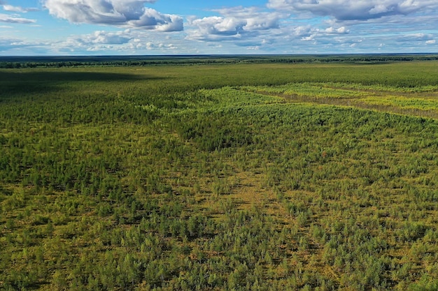 Sommerwald Draufsicht Drohne, Hintergrund grüne Bäume Panorama Landschaft