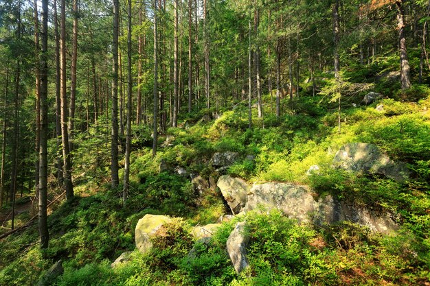 Sommerwald in den Karpaten an einem Berghang