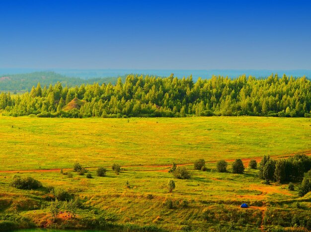 Sommerwald von oben Landschaft