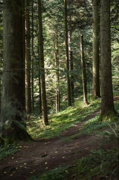 Sommerwaldlandschaft bei sonnigem Wetter - Bäume und schmaler Pfad beleuchtet von weichem Sonnenlicht.