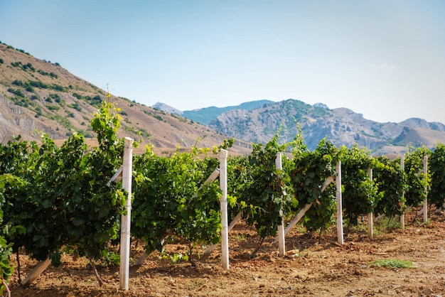 Sommerweinberg auf dem Land