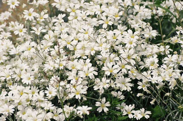 Sommerwiese blühende weiße Wildblumen