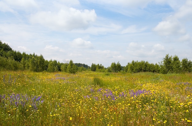 Sommerwiese mit blühenden Wildblumen.