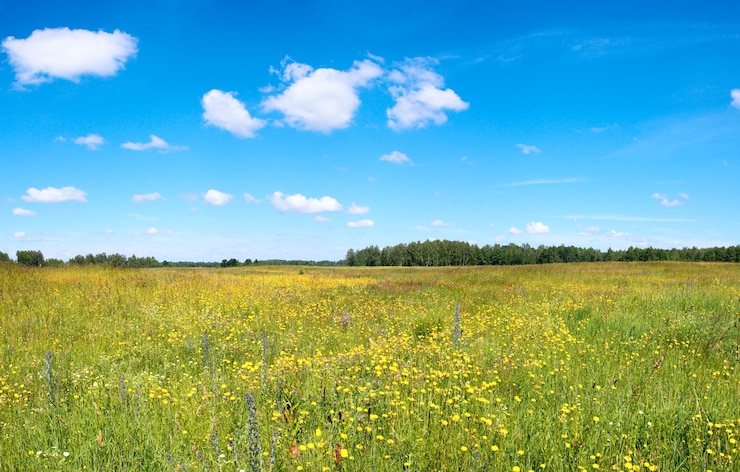 Foto sommerwiese mit blühenden wildblumen.