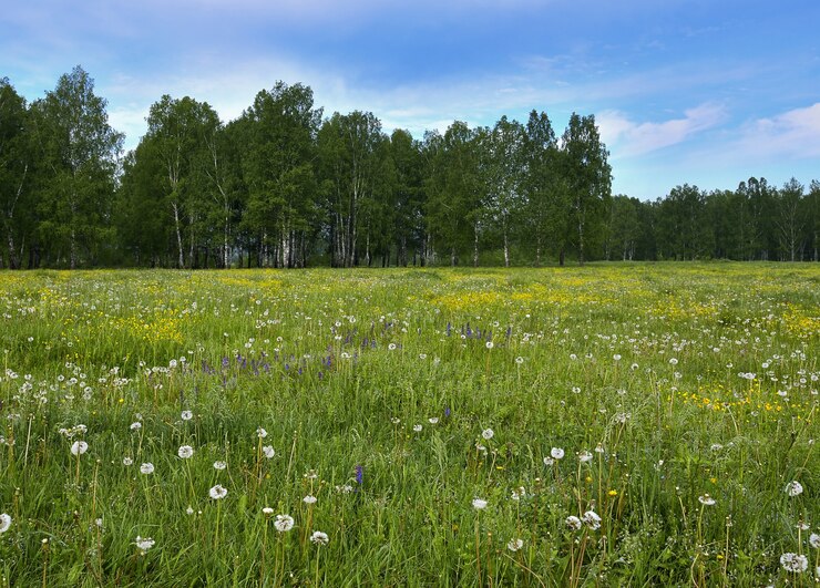 Foto sommerwiese mit löwenzahn und birkenwald