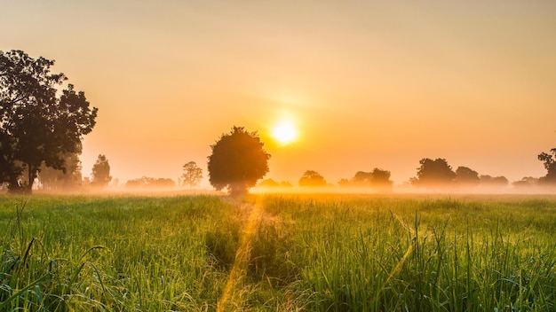 Sommerwiese