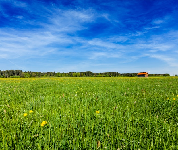 Sommerwiese