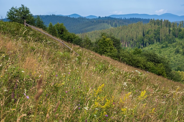 Sommerwiesen der karpatischen Berglandschaft mit schönen wilden Blumen