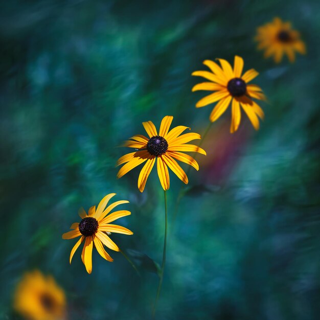 Sommerwunderland Leuchtend gelbe Blumen auf einem unscharfen Hintergrund Quadratisches Bild