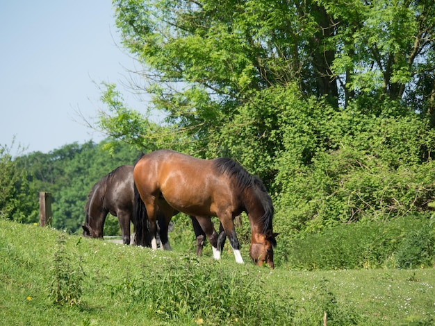 Sommerzeit in Westfalen