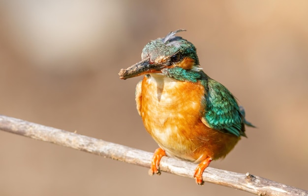 Sommon-Eisvogel Alcedo atthis Das Weibchen grub ein Loch für ihr Nest und saß auf einem Ast