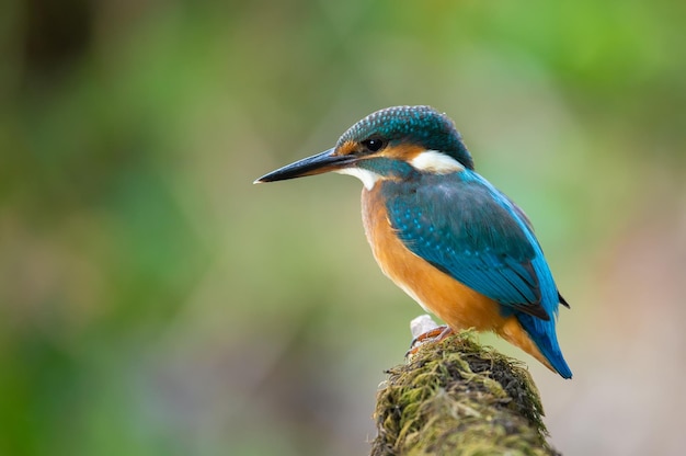 Sommon-Eisvogel Alcedo atthis Der Vogel sitzt auf einem schönen Ast über dem Fluss und wartet auf einen Fisch