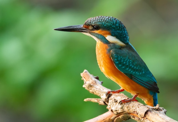 Sommon Kingfisher Alcedo atthis O pássaro senta-se em um velho galho seco acima do rio lindo fundo verde