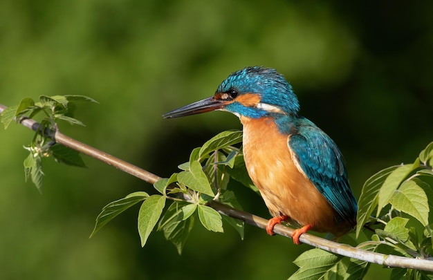 Sommon martim-pescador Alcedo atthis Um pássaro senta-se em um galho entre as folhas um belo fundo