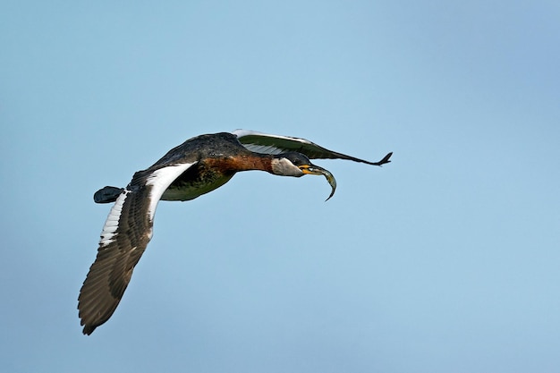 Somormujo cuellirrojo Podiceps grisegena