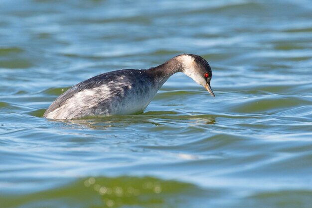 Somormujo de cuello negro o somormujo orejudo Podiceps nigricollis Toledo España